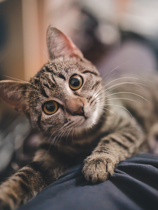 what-is-kitten-season-two-adorable-labs