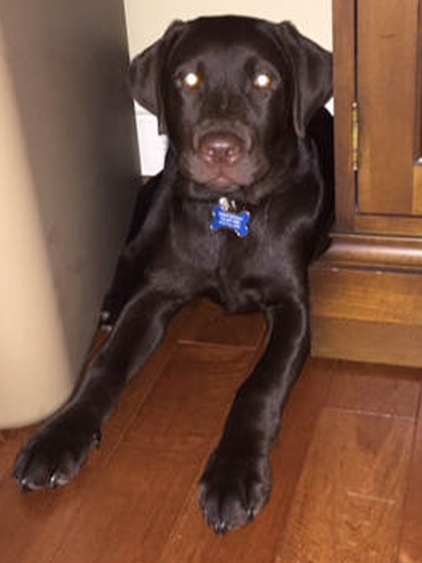 What is Littermate Syndrome? Two Adorable Labs