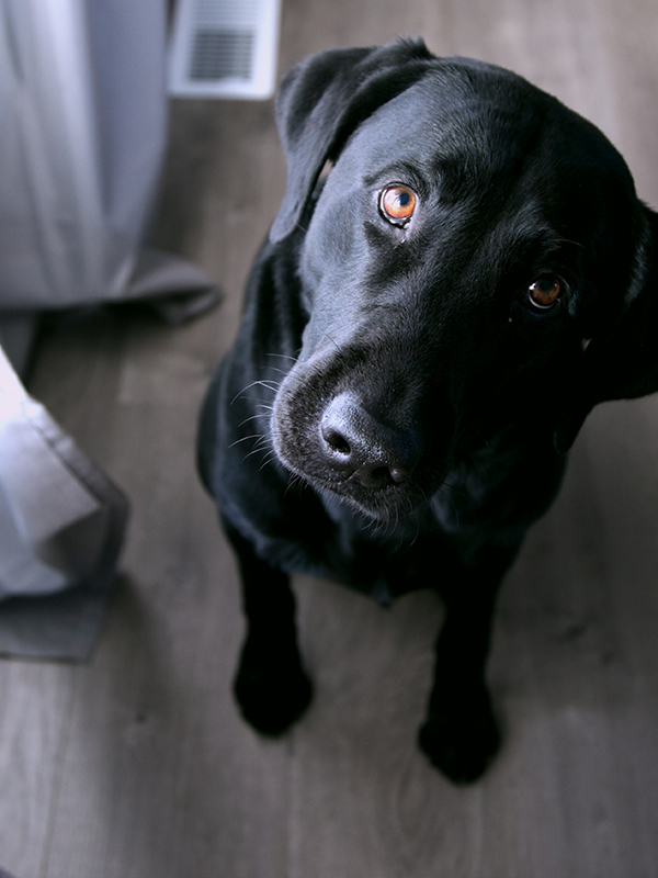 Choke collars and how to use them Two Adorable Labs