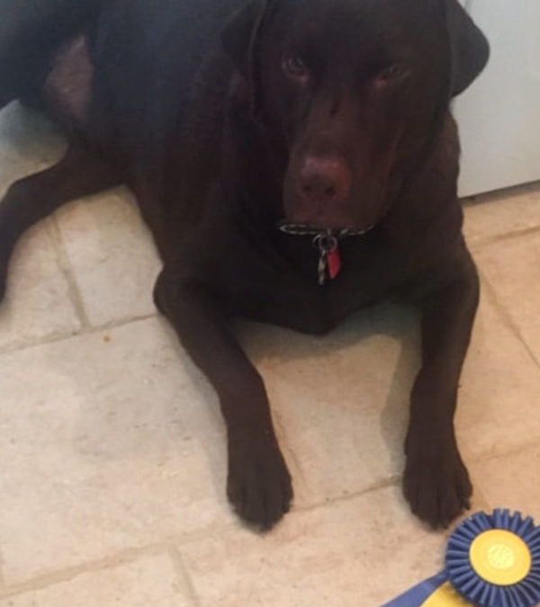Jake passed his Canine Good Citizens Test