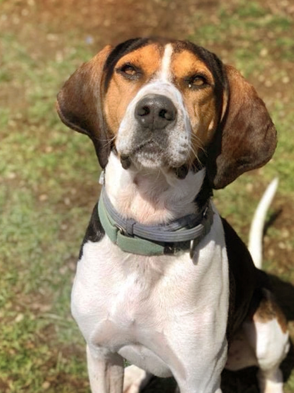 Earl The Hound Dog - Two Adorable Labs