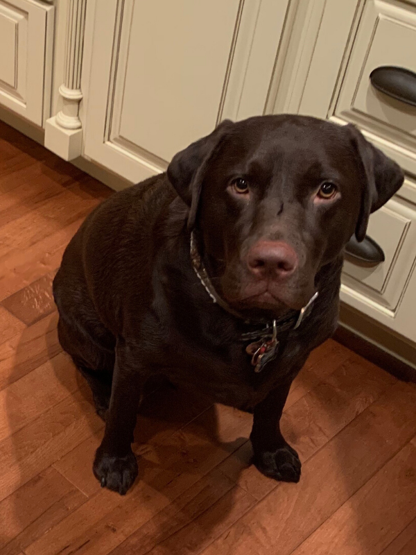 Decoding Your Pet S Body Language Two Adorable Labs Decoding Your Pet S Body Language Two Adorable Labs