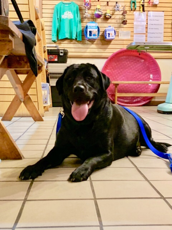 Careers Involving Animals Two Adorable Labs