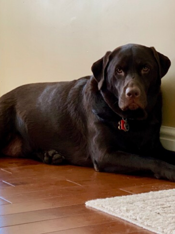 What Is A Reverse Sneeze In Dogs? - Two Adorable Labs