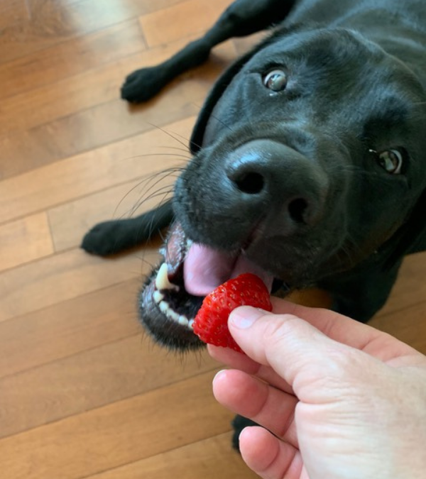 Party Fruit For Your Pup