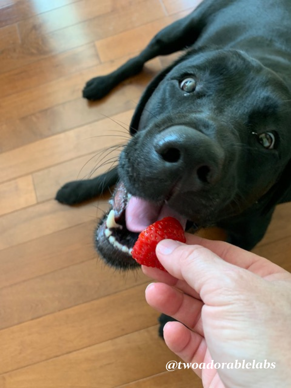 Maggie eating a strawberry