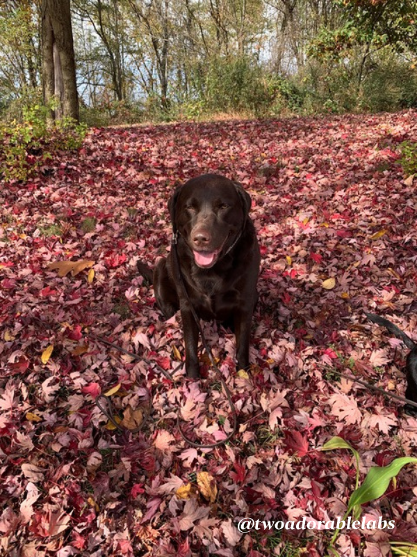 Jake playing in leaves