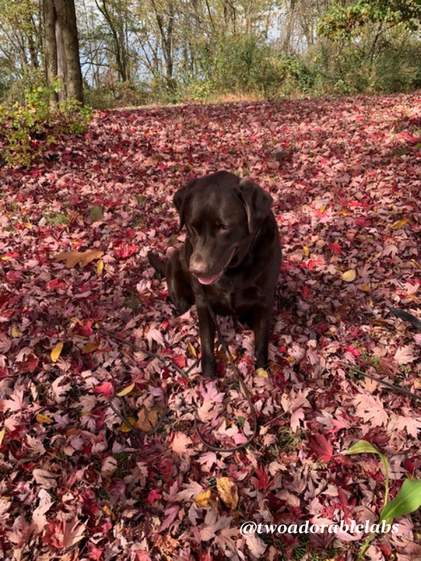 Jake playing in leaves
