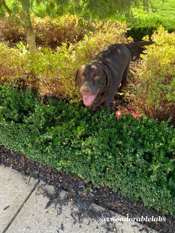 Jumping in the shrubs
