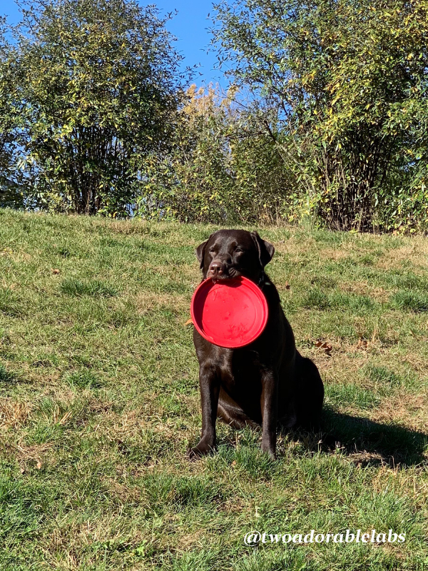 Jake playing frisbee