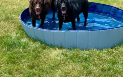 What Is Canine Influenza?