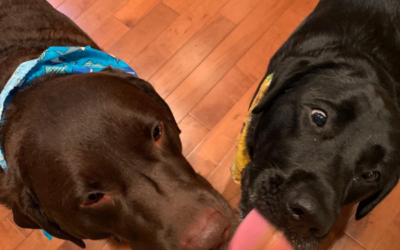 Pumpkin Pup Cups