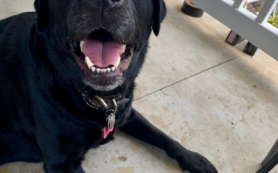 Are Dryer Sheets Toxic To Your Pet?