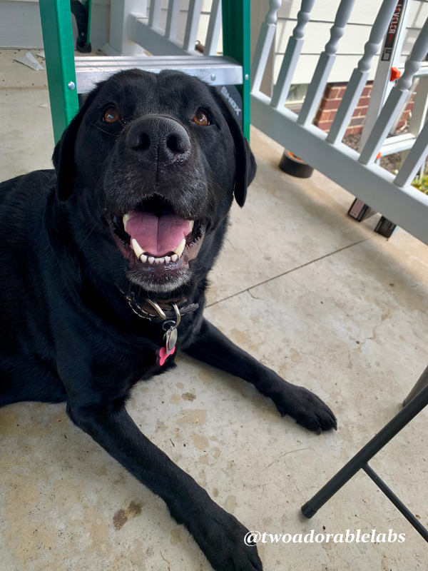 Are Dryer Sheets Toxic To Your Pet? Two Adorable Labs