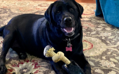 Mammoth TireBiter Dog Toy Product Review