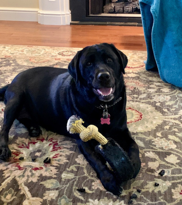 Mammoth TireBiter Dog Toy Product Review