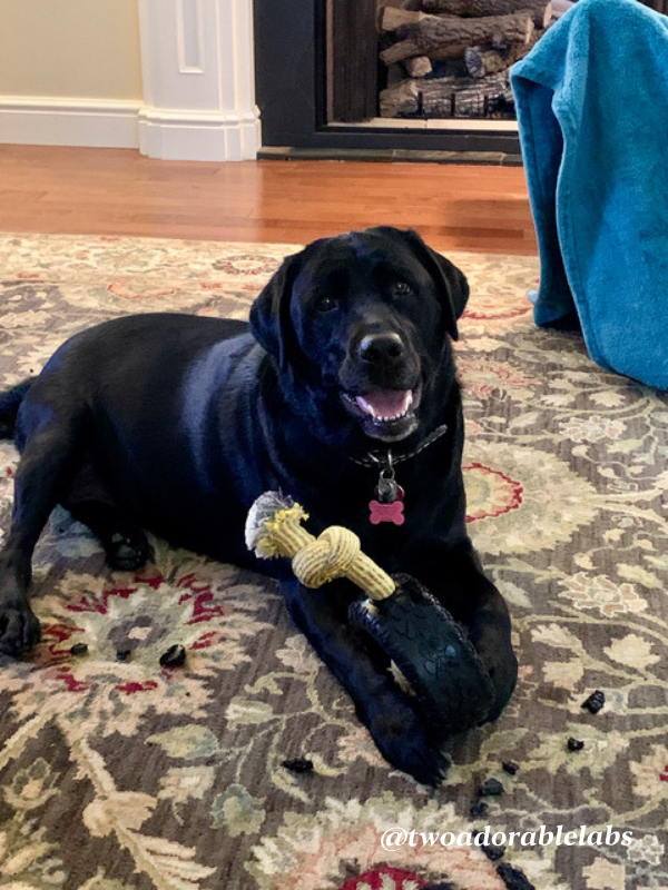 Mammoth TireBiter Dog Toy Product Review - Two Adorable Labs