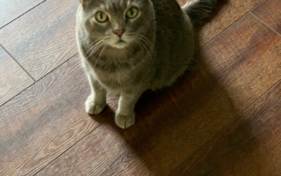 What is Bobcat Fever In Cats?
