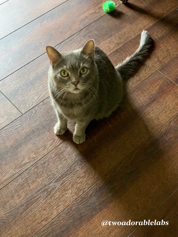 What is Bobcat Fever In Cats? Two Adorable Labs