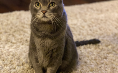 How Pet Psychics Communicate With Pets