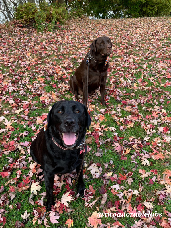 Can You Claim Your Dog On Your Taxes? Two Adorable Labs