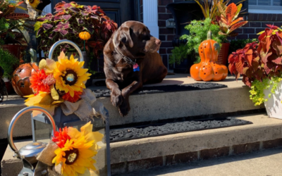 Are Asian Lady Bugs A Threat To Your Dog?