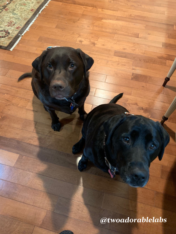 Dog Snickerdoodles | www.twoadorablelabs.com