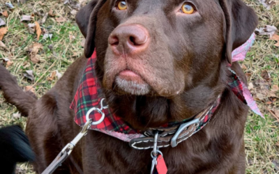 Addison’s Disease In Dogs