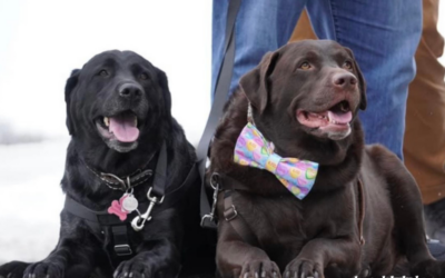 Why Do Dogs Tilt Their Heads?