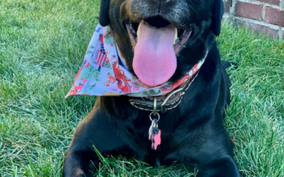 What Does Your Dog’s Facial Expression Mean?