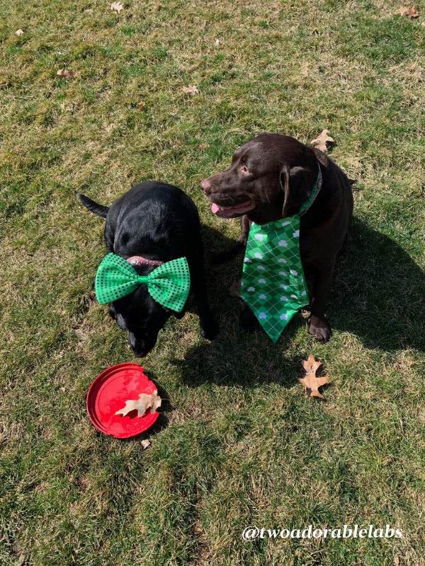 St. Patrick's Day Pet Safety tips | www.twoadorablelabs.com