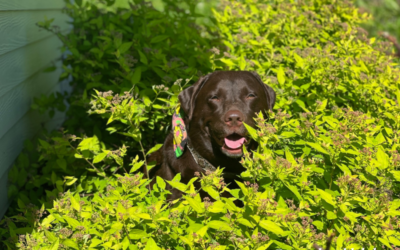 Are Dandelions Toxic To Dogs?
