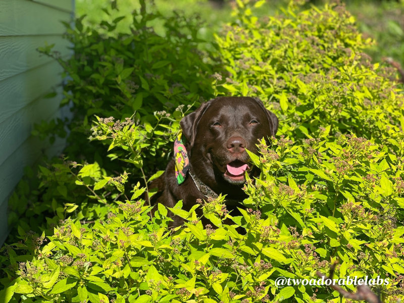 Are Dandelions Toxic To Dogs? | www.twoadorablelabs.com