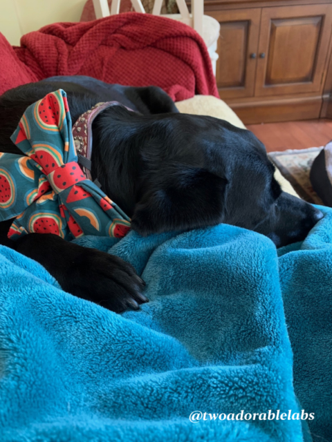 what-is-a-tonic-clonic-seizure-in-dogs-two-adorable-labs