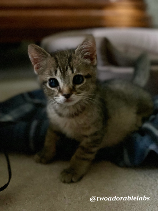 What to think about before welcoming a new kitten into your home | www.twoadorablelabs.com