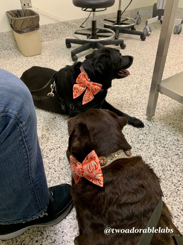 Dogs at OSU