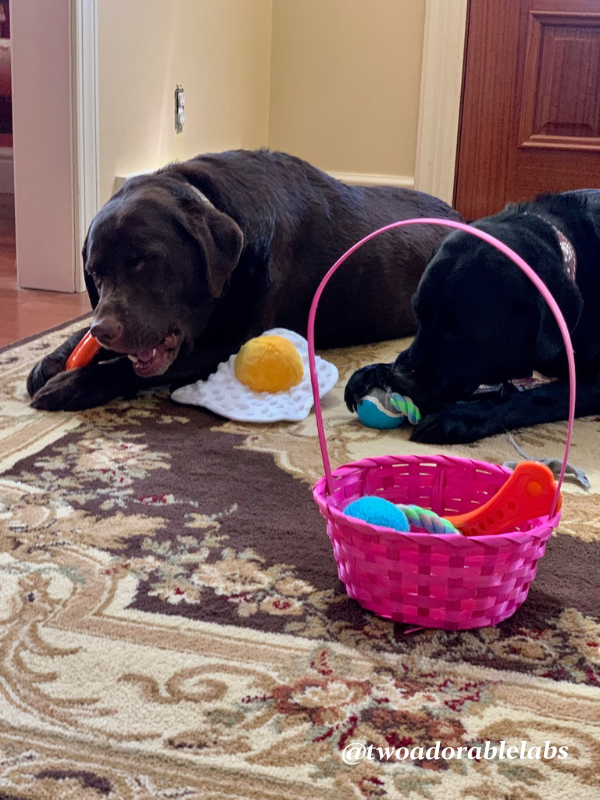 Jake and Maggie's Easter Basket
