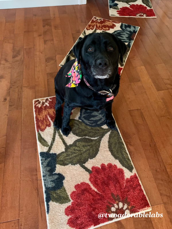 Maggie on rugs