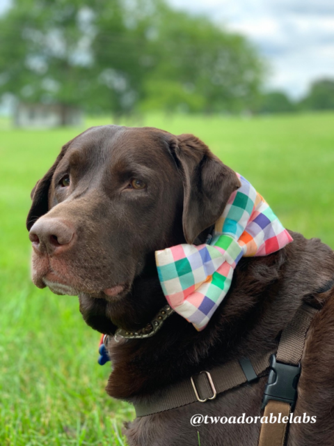 History Of The Alpha Dog - Two Adorable Labs
