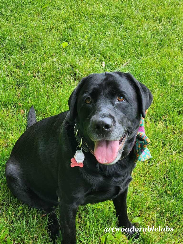 Dog Eye Discharge - Two Adorable Labs