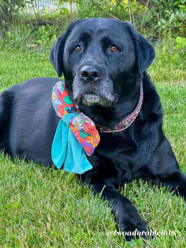 Dog Illness 10 Maggie