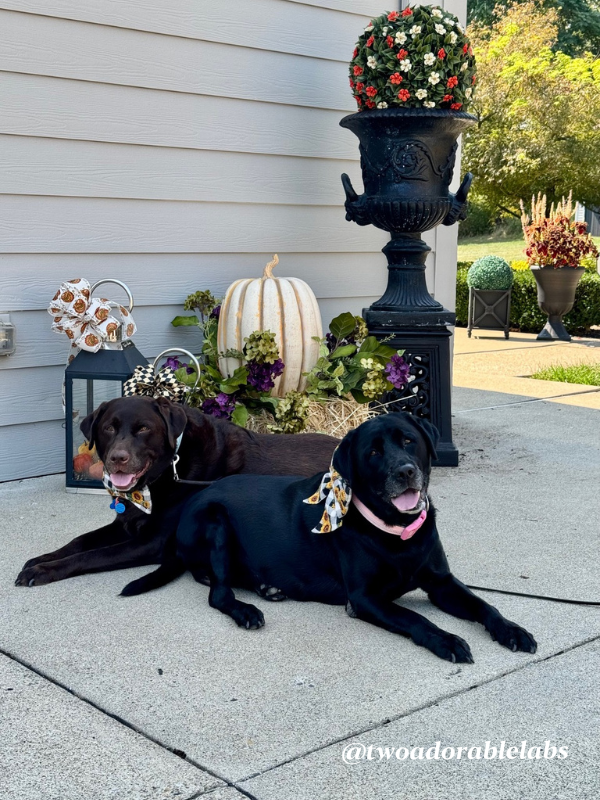 If you try this recipe, let me if you enjoyed it.  Check out Jake and Maggie below.  They helped me create this fall look by our man-door garage side!  Hope you like it.  Happy Fall, and wishing everyone a fun and safe Halloween.  