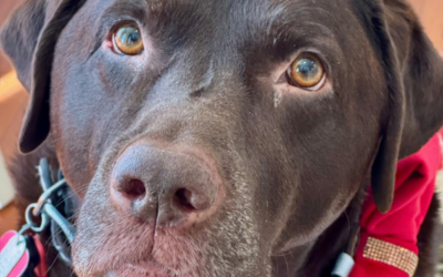 Rest In Peace, My Sweet Jake