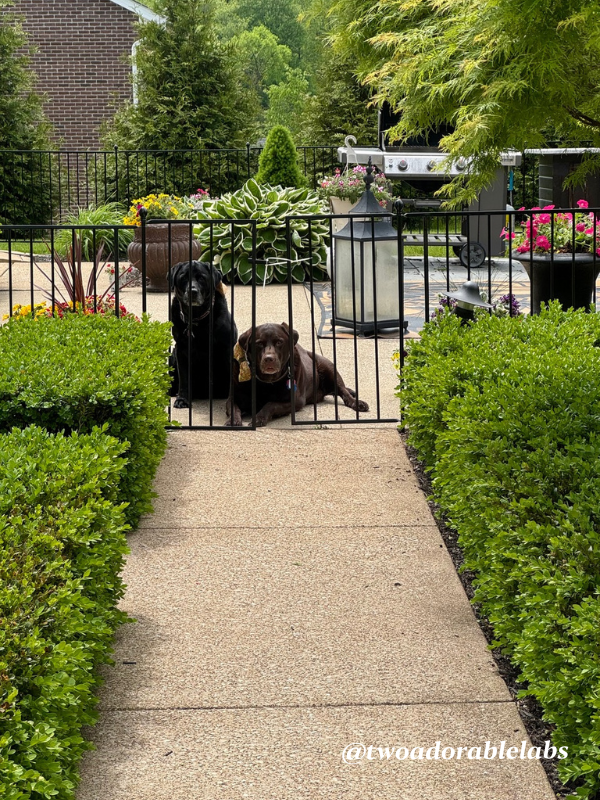 Dogs at fence What To Do If Your Dog Gets Bit By A Venomous Spider | www.twoadorablelabs.com