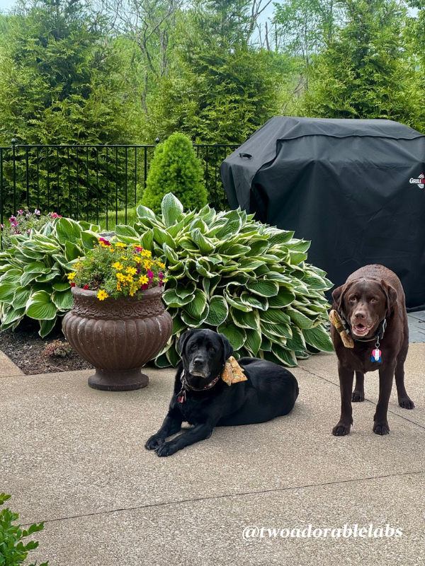Dogs on patio What To Do If Your Dog Gets Bit By A Venomous Spider | www.twoadorablelabs.com