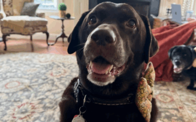 Pet Cloning:  What Is It And How Does It Work?