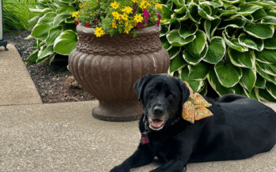 What To Do If Your Dog Gets Bit By A Venomous Spider