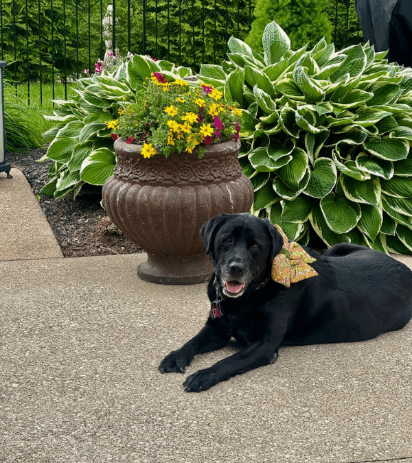 What To Do If Your Dog Gets Bit By A Venomous Spider