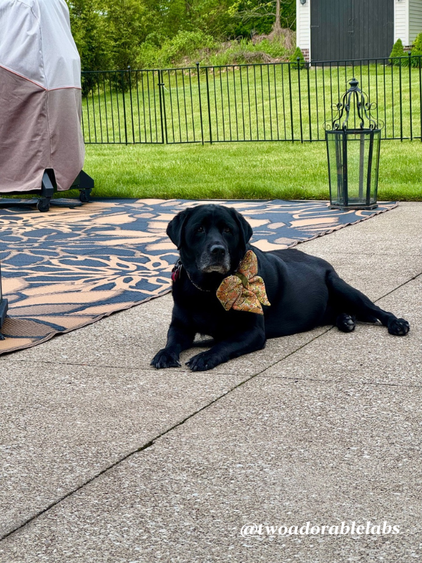 Maggie on patio with bow What To Do If Your Dog Gets Bit By A Venomous Spider | www.twoadorablelabs.com