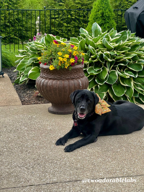 Maggie on patio What To Do If Your Dog Gets Bit By A Venomous Spider | www.twoadorablelabs.com